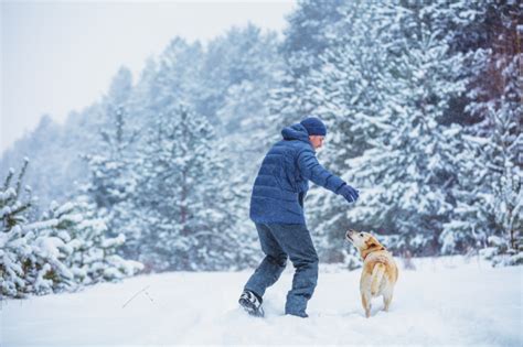 犬 遠吠え 急に 夜の静けさを破るその声の意味